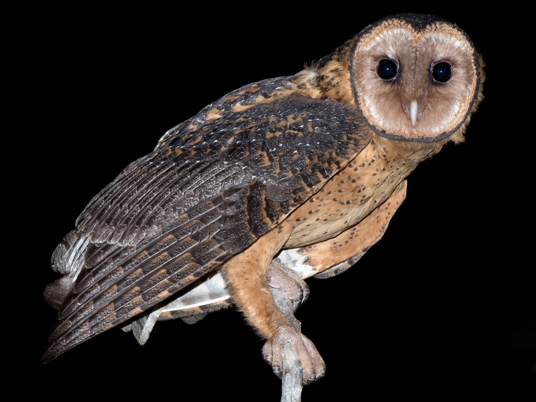 Australian Masked-Owl - Richard Jackson
