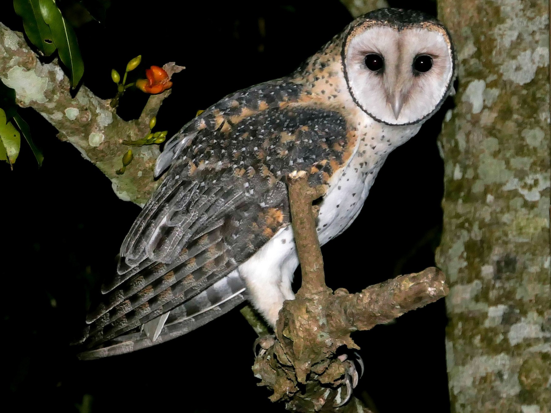 Australian Masked-Owl - Hans Erken