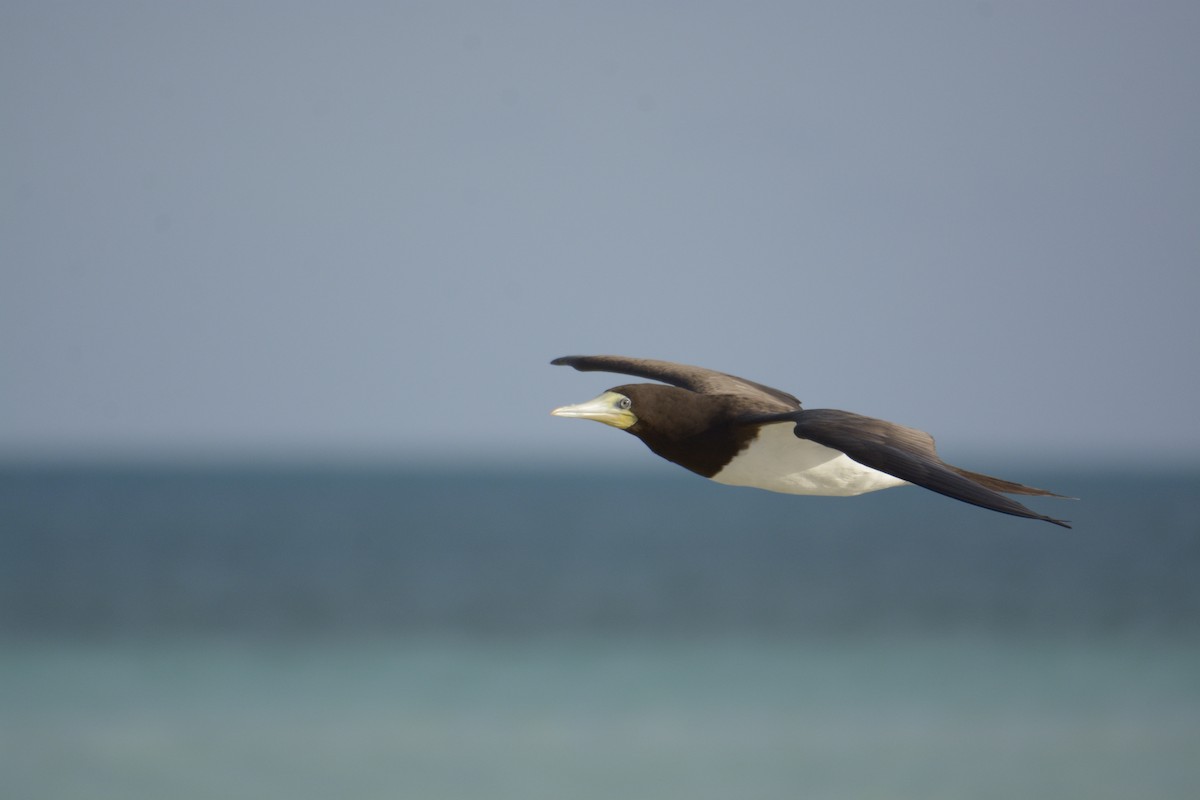 Brown Booby - ML172685441