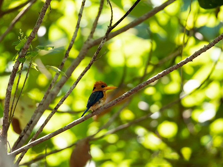 Yellow-billed Kingfisher - Jeroen Vanheuverswyn