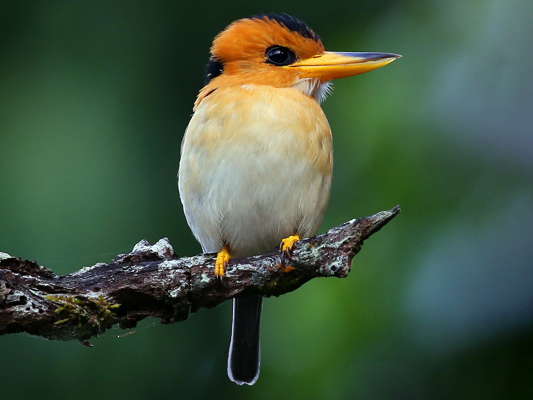 Yellow-billed Kingfisher - Doug Herrington || Birdwatching Tropical Australia Tours
