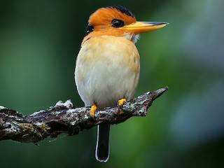 Hun - Doug Herrington || Birdwatching Tropical Australia Tours - ML172685841
