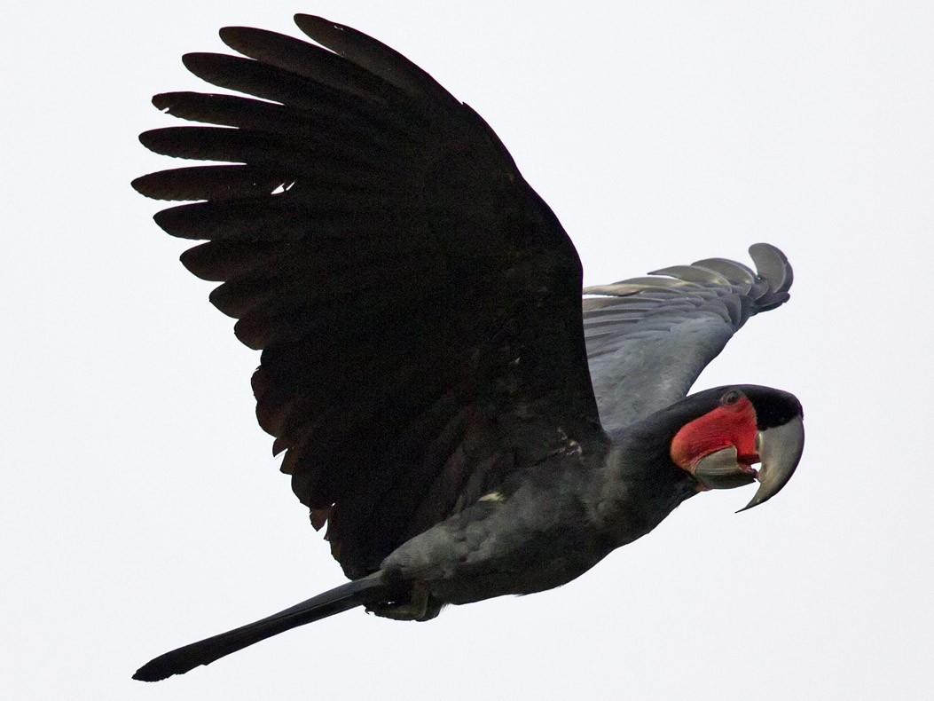 Palm Cockatoo - Mat Gilfedder