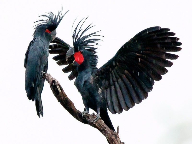 Palm Cockatoo - eBird