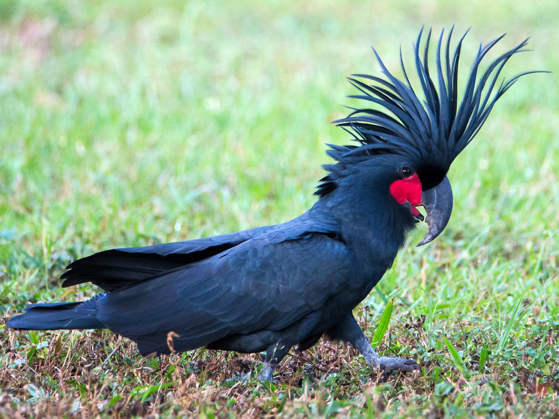 Palm Cockatoo - Jan Lile