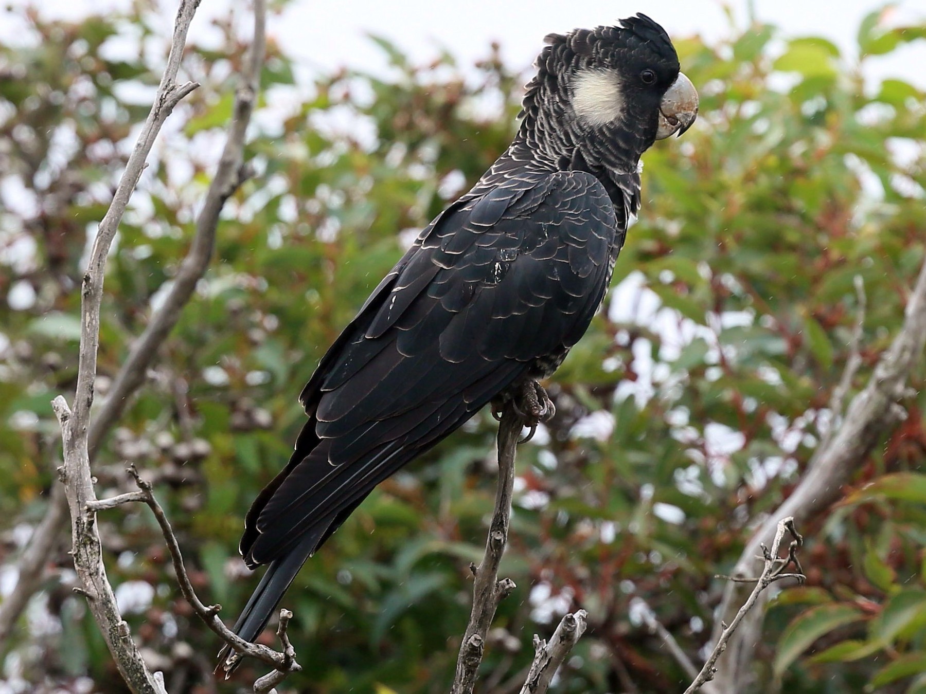 Carnaby's Black-Cockatoo - Ian Halliday