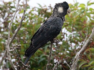 キミミクロオウム - eBird
