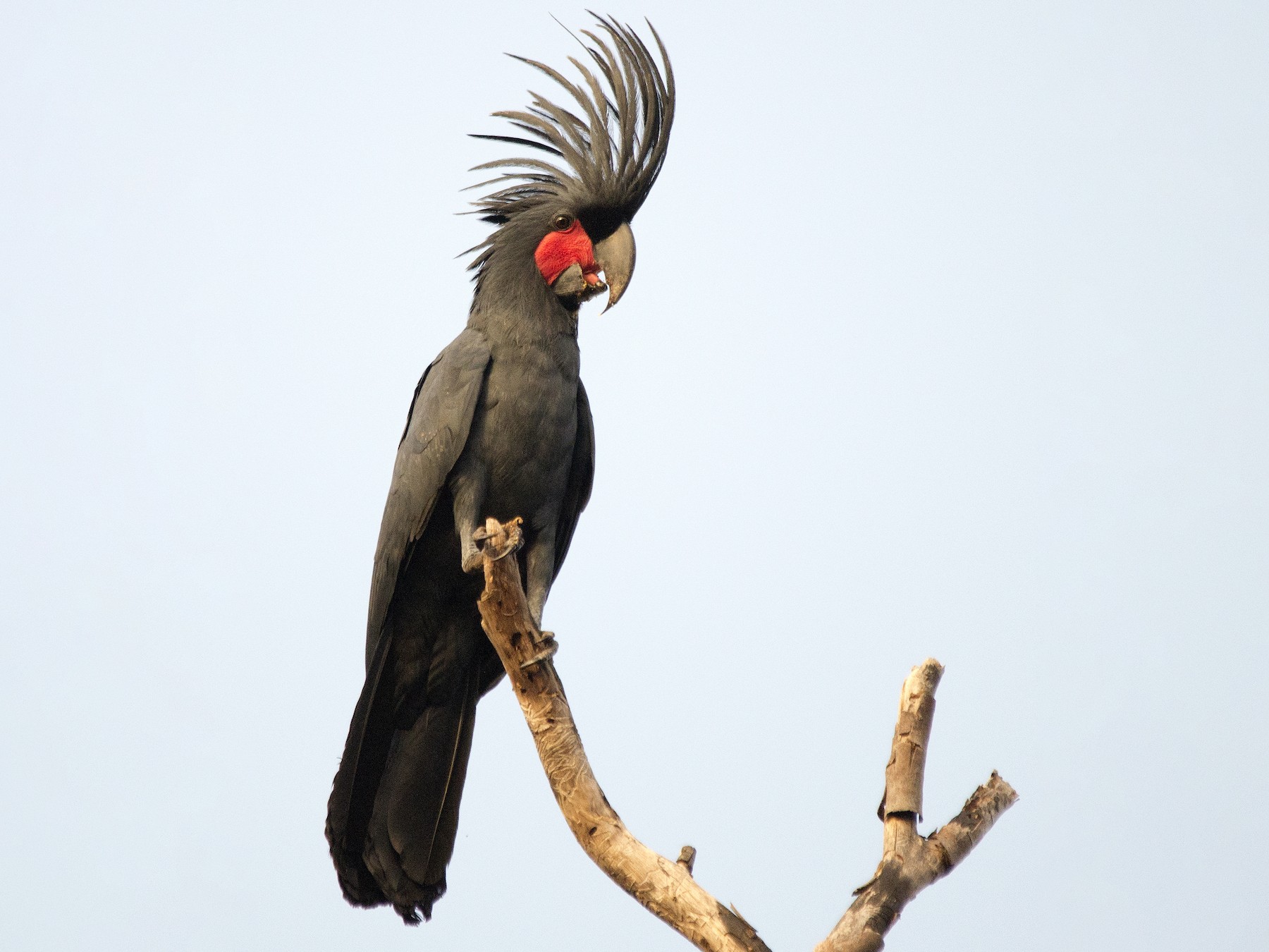 Palm Cockatoo - David King