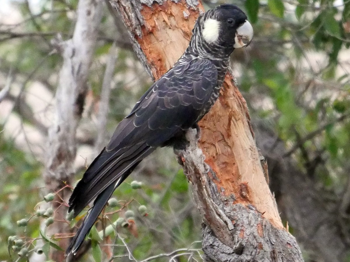 Baudin Black Cockatoos