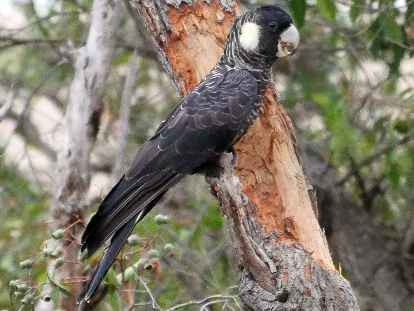 Baudin's Black-Cockatoo - Peter Lowe