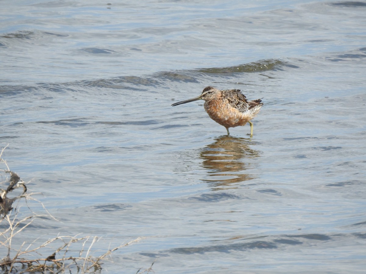 Long-billed Dowitcher - Paul Brown