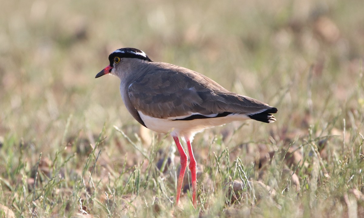 Crowned Lapwing - ML172689941
