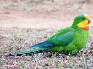 Superb Parrot - eBird