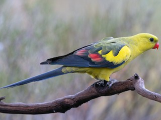  - Regent Parrot