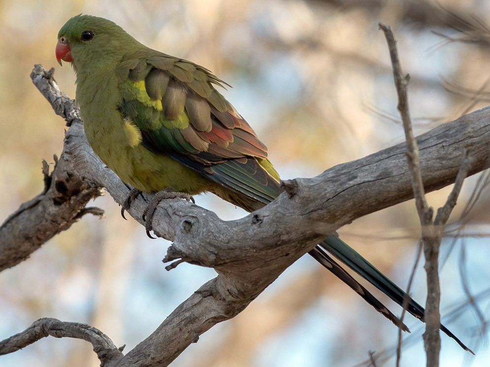 Regent Parrot - Barry Deacon