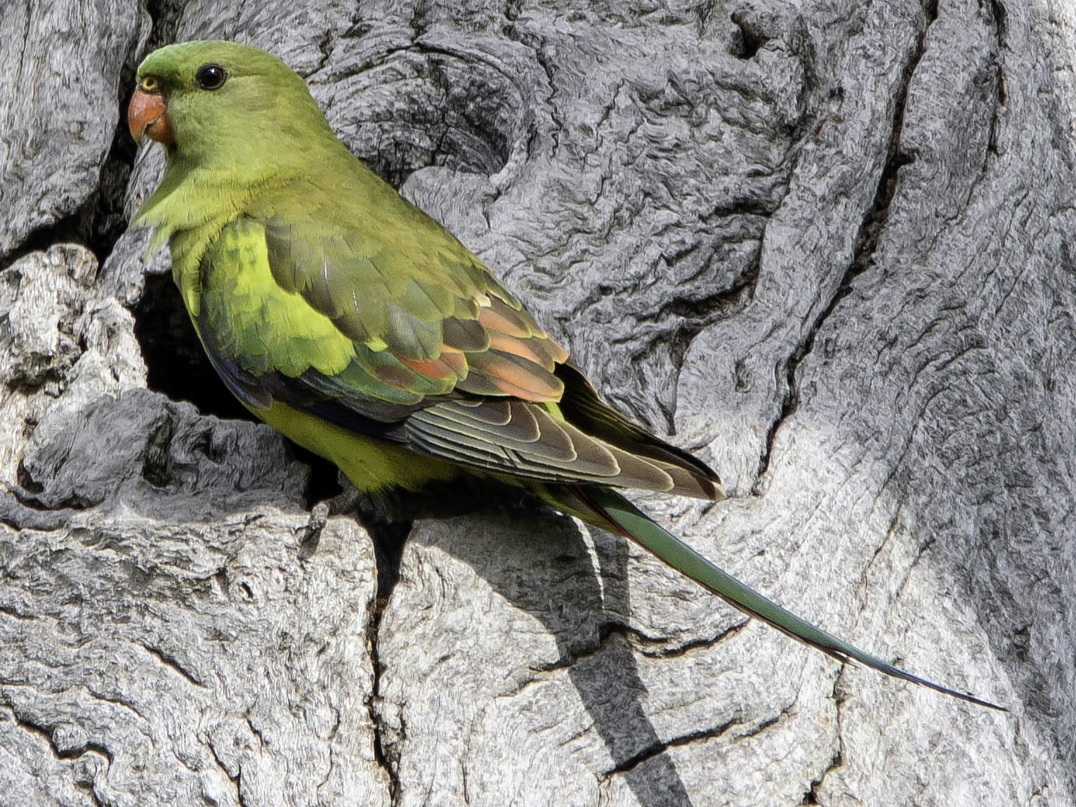 オグロインコ - eBird