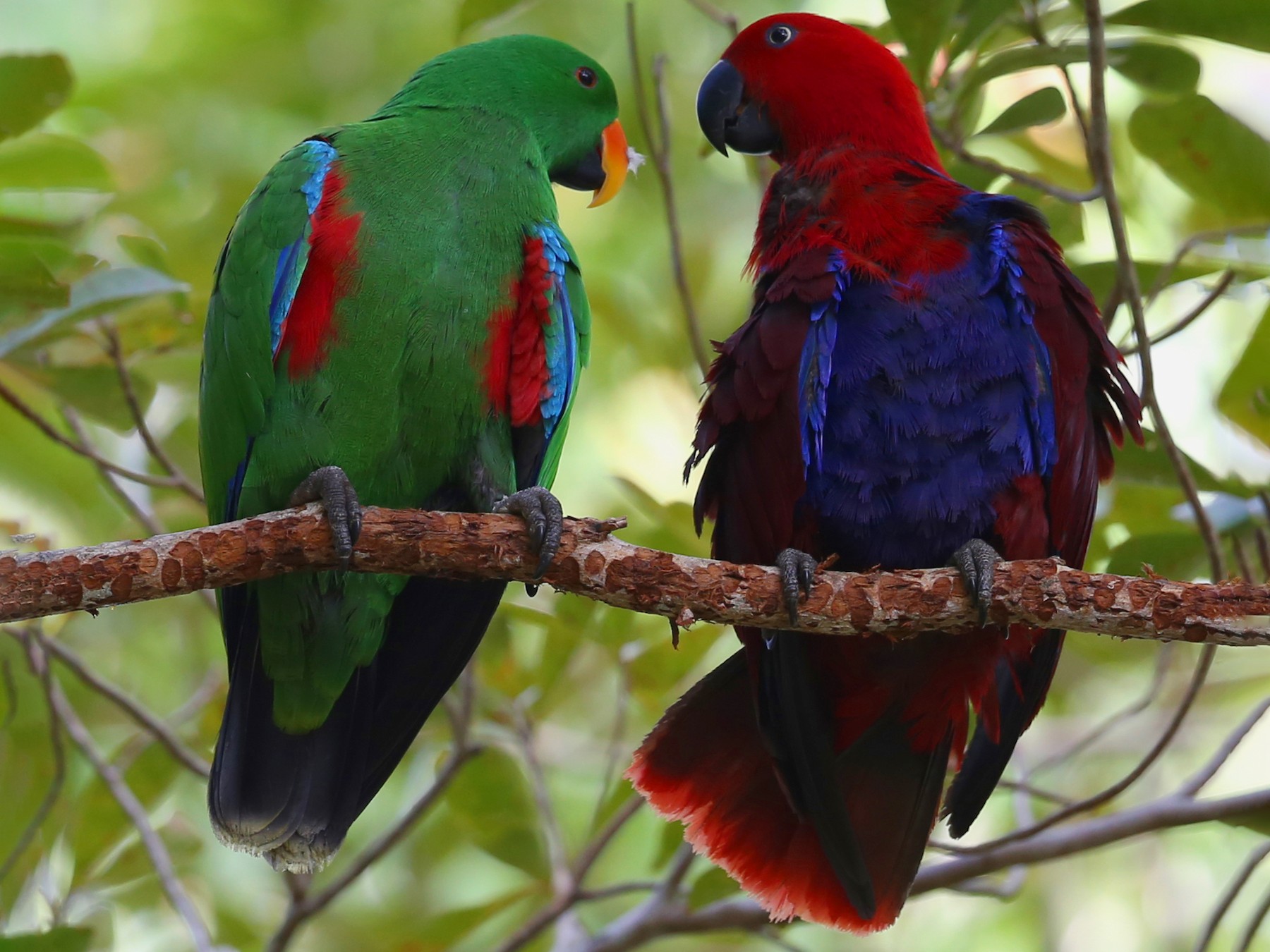 eclectus sp. - Doug Herrington || Birdwatching Tropical Australia Tours