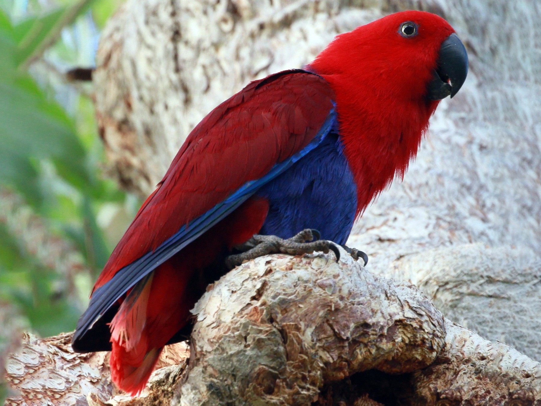 Eclectus Parrot -Petcare Mag