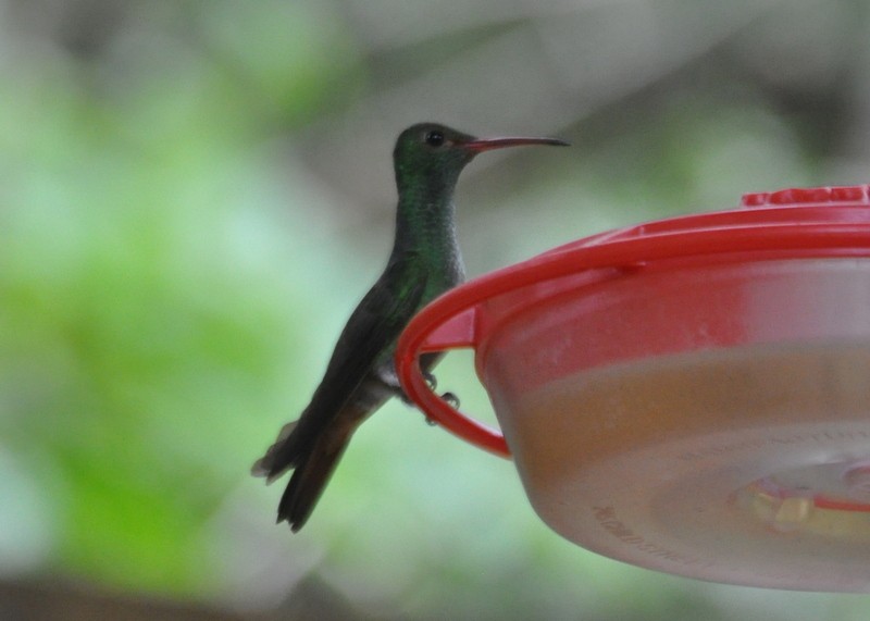 Scaly-breasted Hummingbird - John Doty