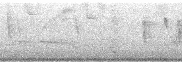 Тиранчик-тонкодзьоб південний [група pusillum] - ML172708
