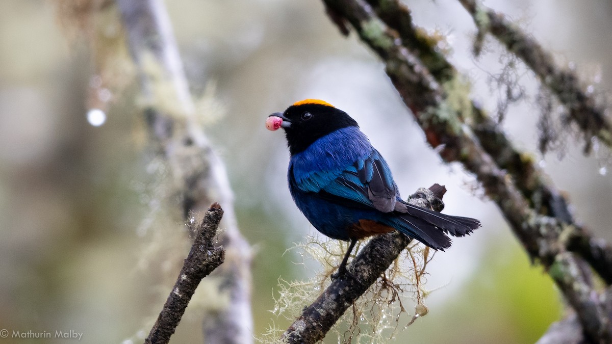 Golden-crowned Tanager - Mathurin Malby