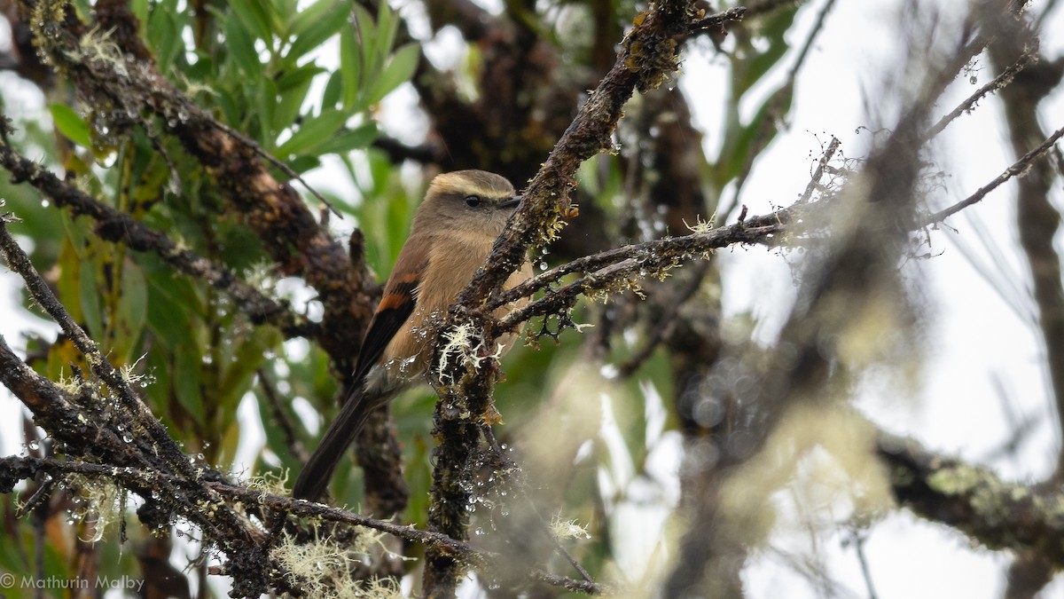 Brown-backed Chat-Tyrant - Mathurin Malby