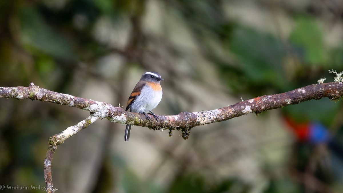 Rufous-breasted Chat-Tyrant - ML172709741