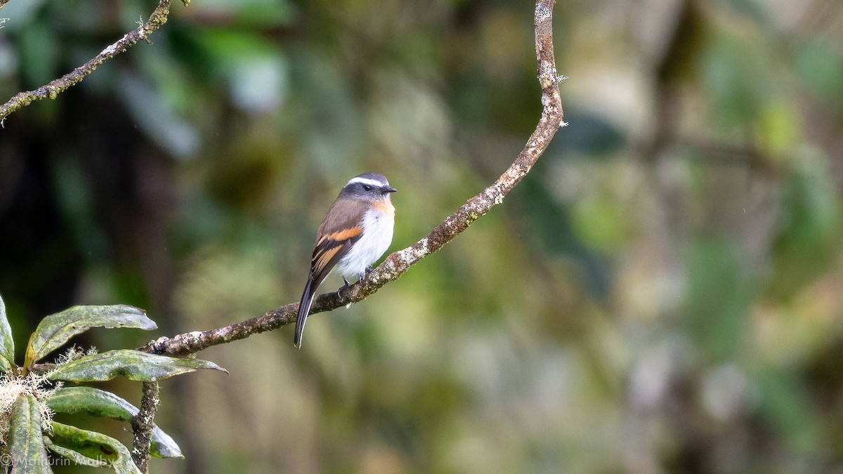 Rufous-breasted Chat-Tyrant - ML172709761