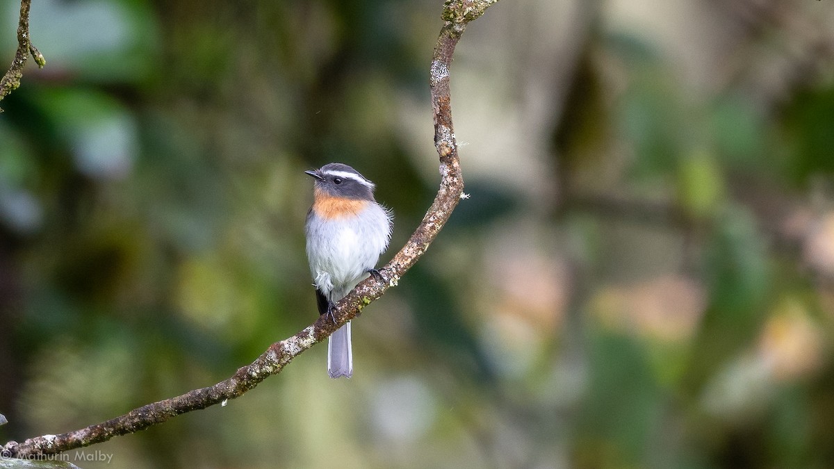 Rufous-breasted Chat-Tyrant - Mathurin Malby