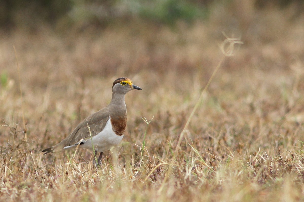 Brown-chested Lapwing - ML172710631