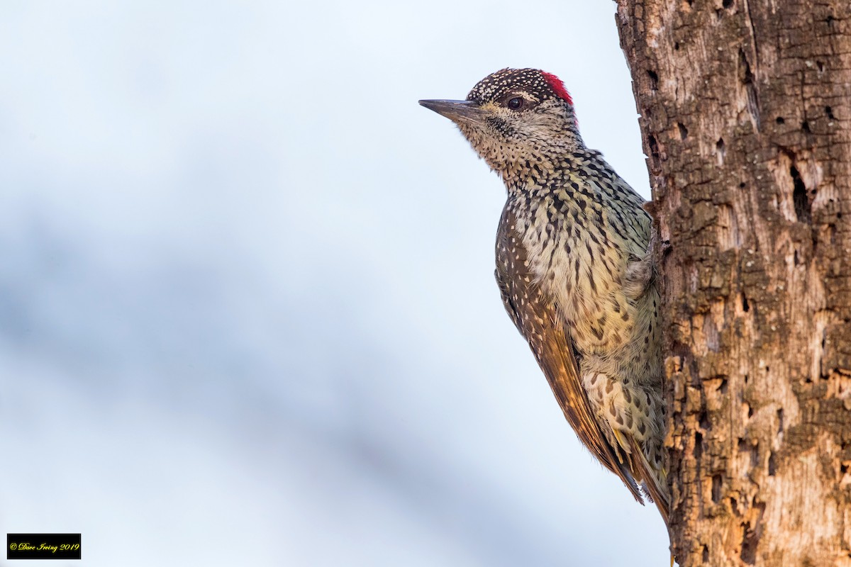 Golden-tailed Woodpecker - David Irving