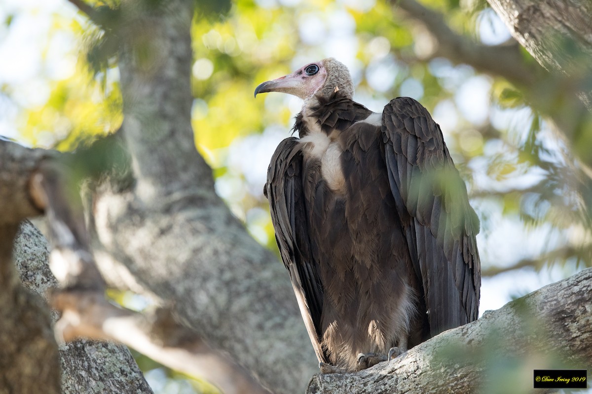 Hooded Vulture - David Irving