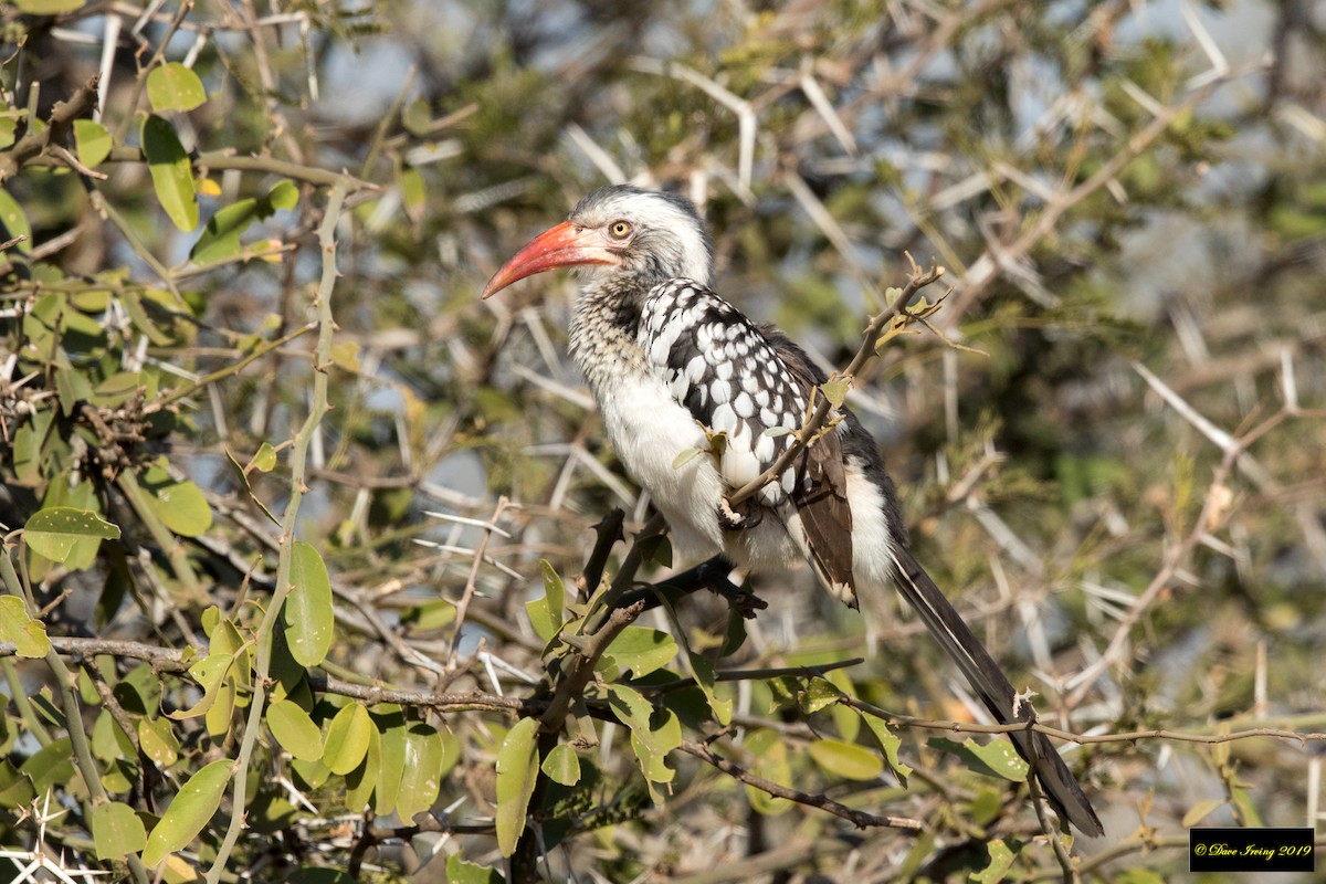 Southern Red-billed Hornbill - David Irving