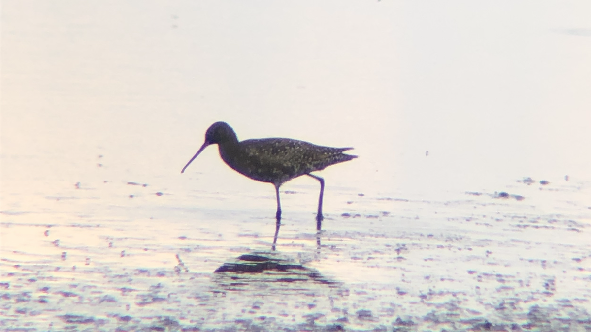 Spotted Redshank - Anonymous