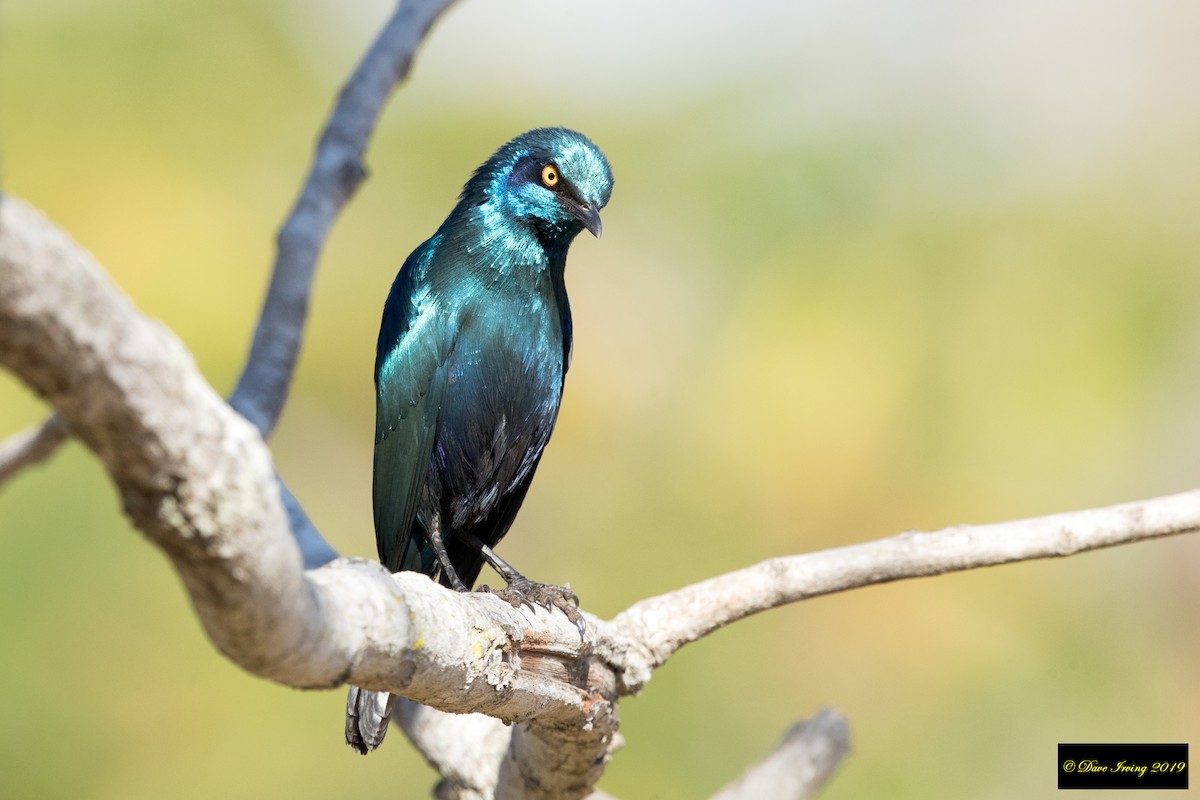 Greater Blue-eared Starling - ML172714991