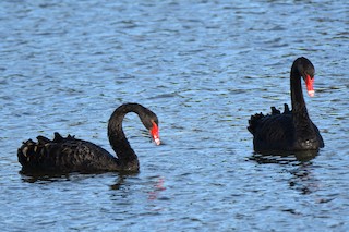 Black Swan, ML172715001