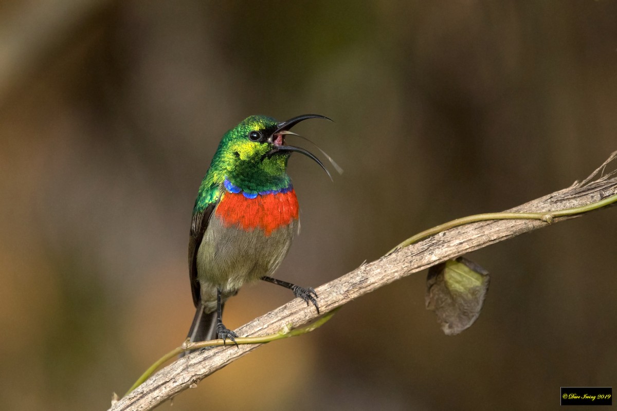 Southern Double-collared Sunbird - ML172715021