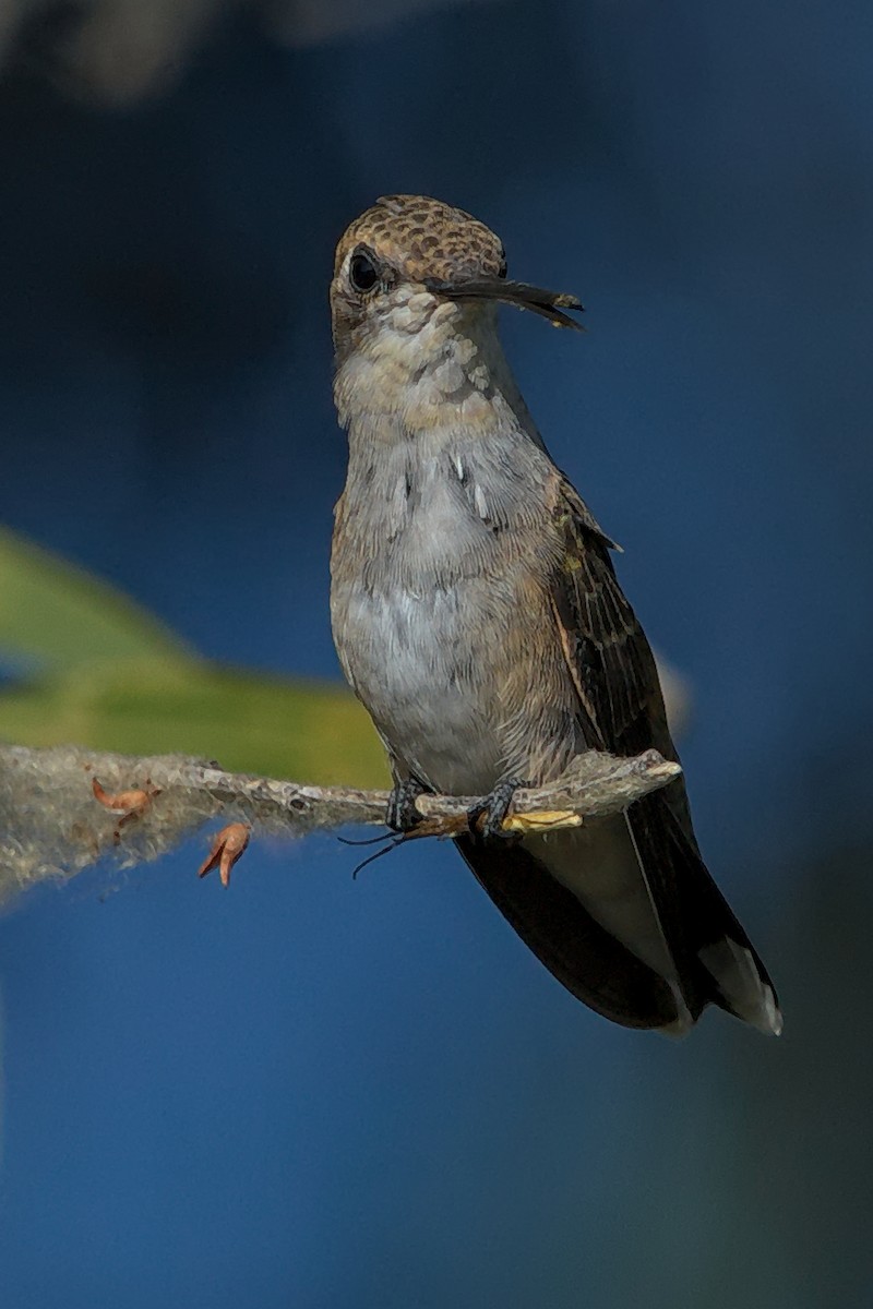 Black-chinned Hummingbird - ML172717051