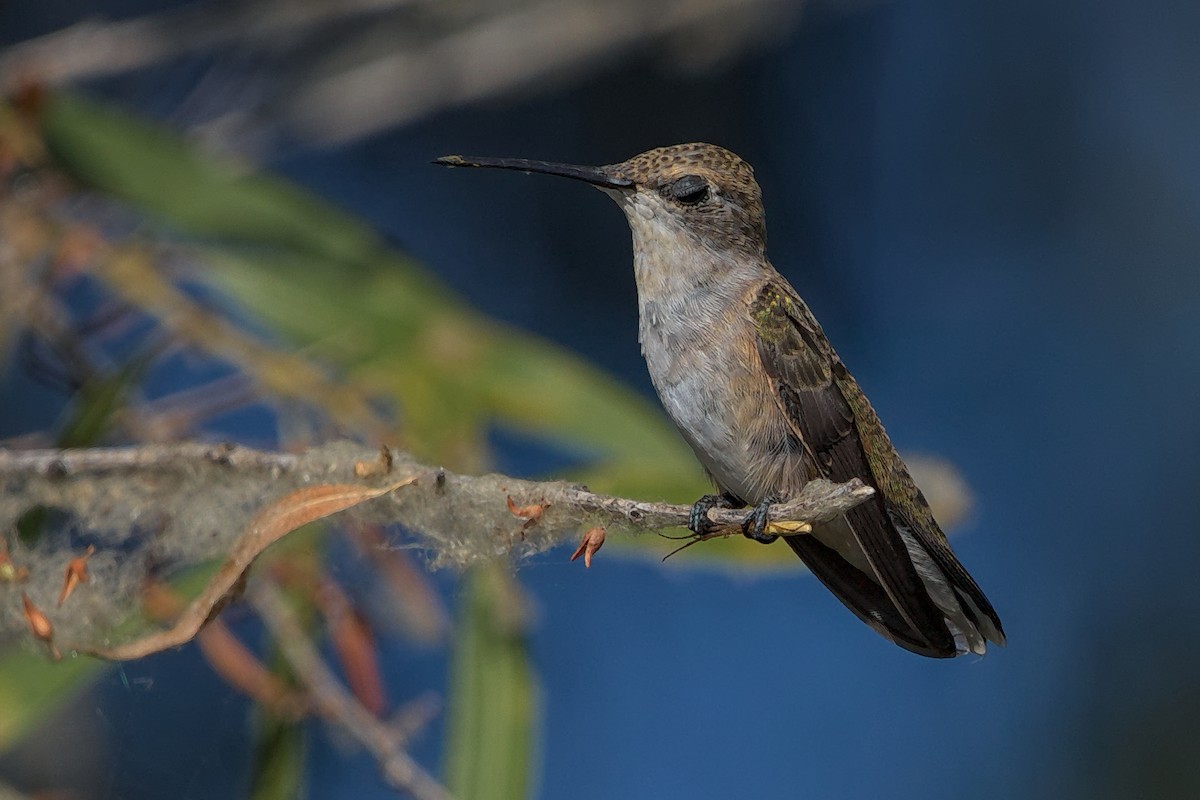Black-chinned Hummingbird - ML172717091