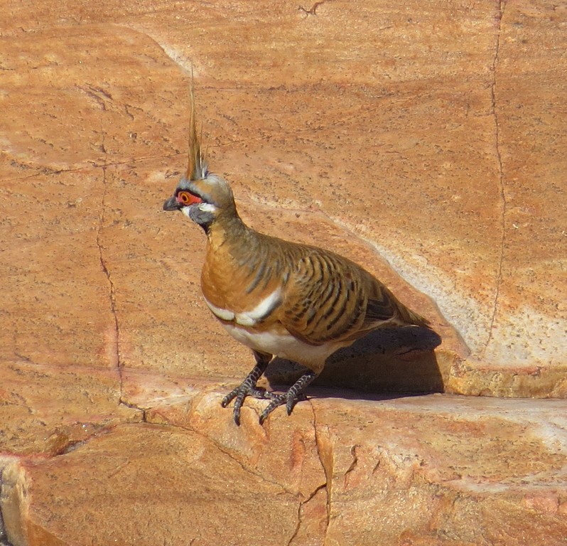 Spinifex Pigeon - George and Teresa Baker