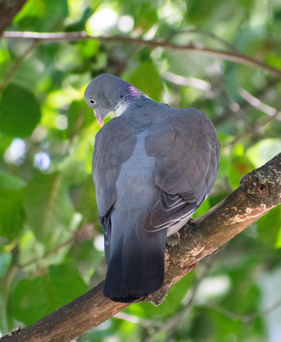 Common Wood-Pigeon - João  Esteves