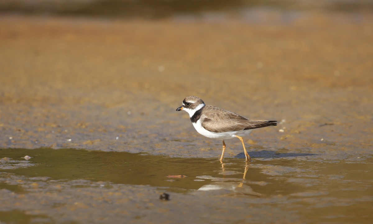 Semipalmated Plover - Alan Kneidel