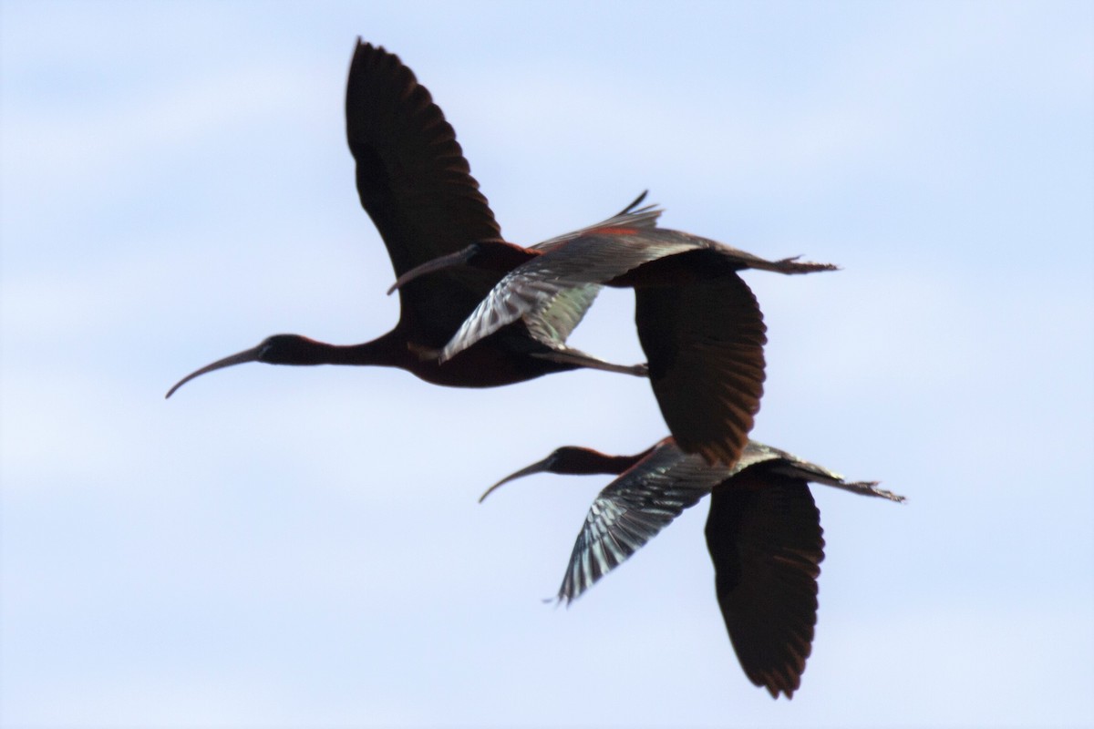 ibis hnědý - ML172724931