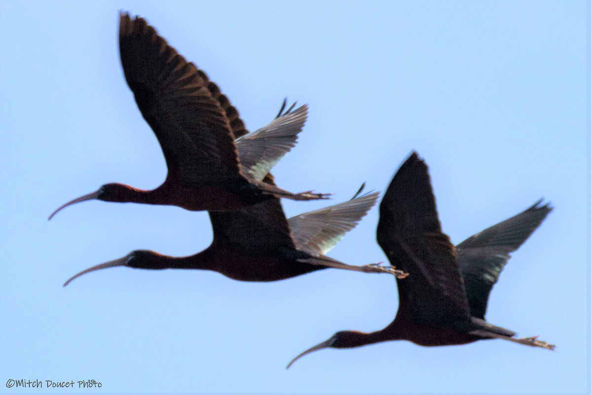 ibis hnědý - ML172724941