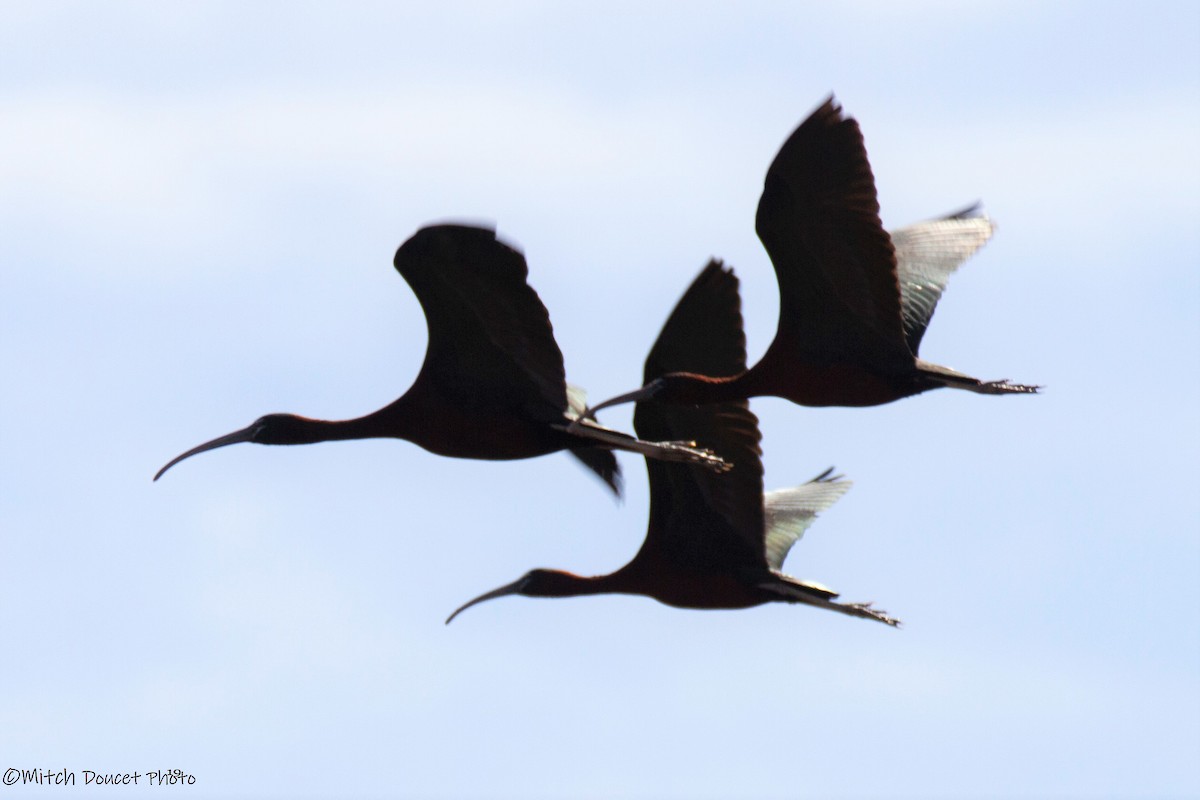 ibis hnědý - ML172724961