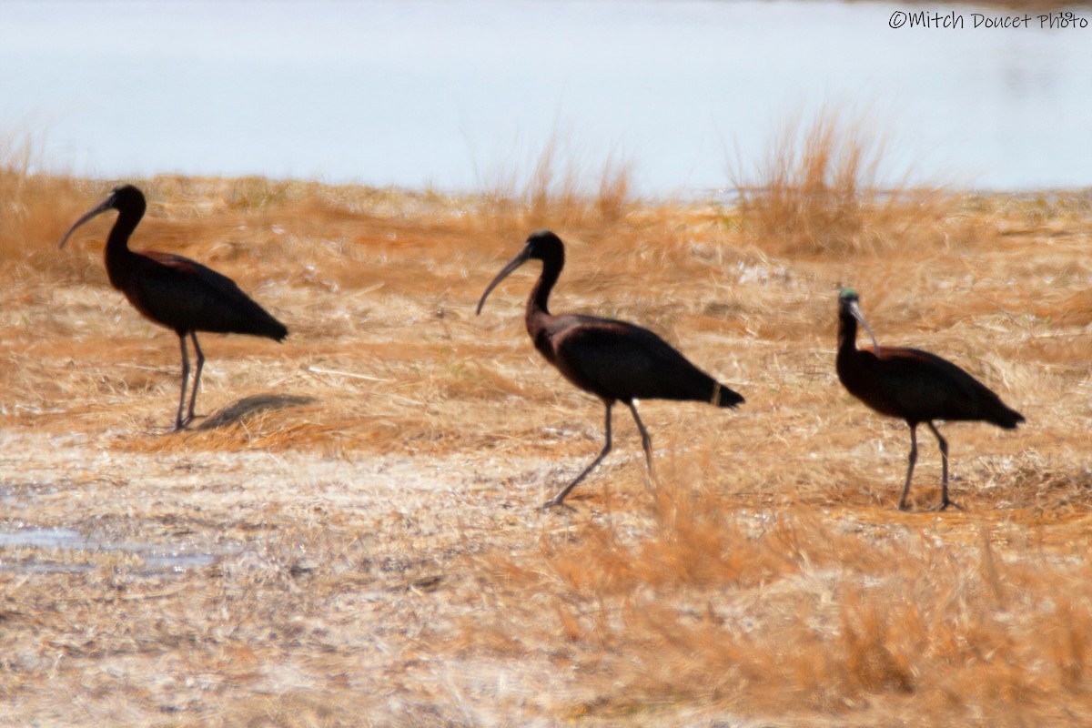 ibis hnědý - ML172724971