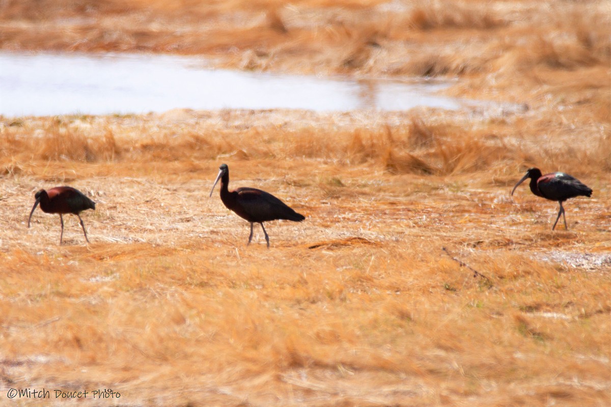 Glossy Ibis - Mitch (Michel) Doucet
