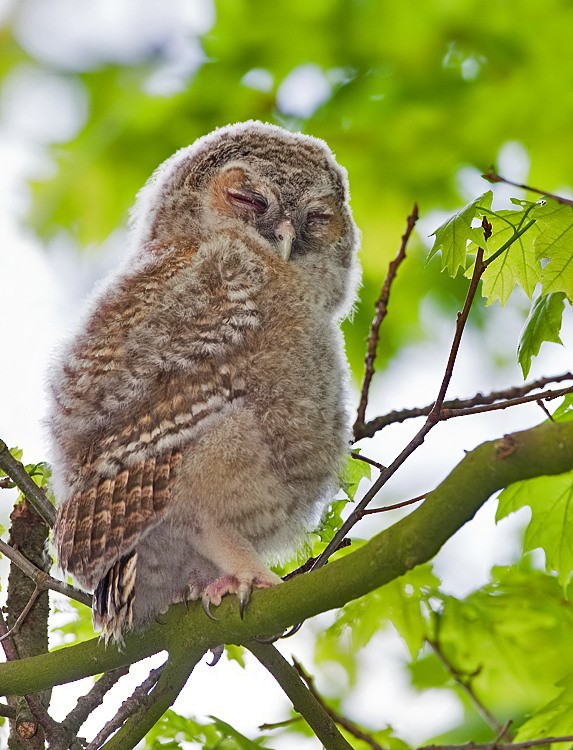 Tawny Owl - ML172729191
