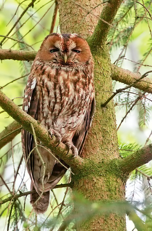 Tawny Owl - ML172729211