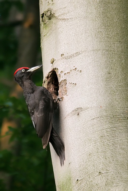 Black Woodpecker - Paul Cools